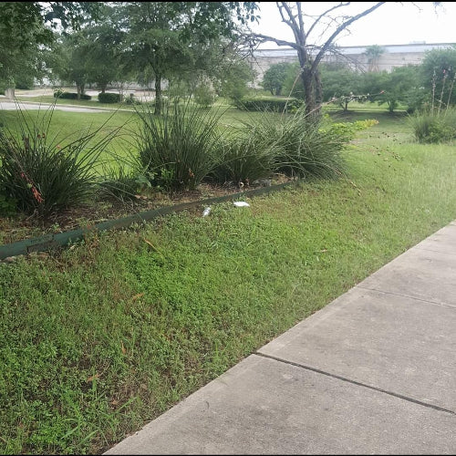 Cut Grass Yucca