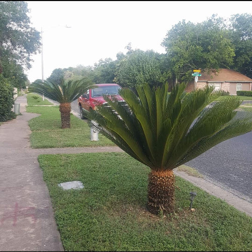 Sago Palm