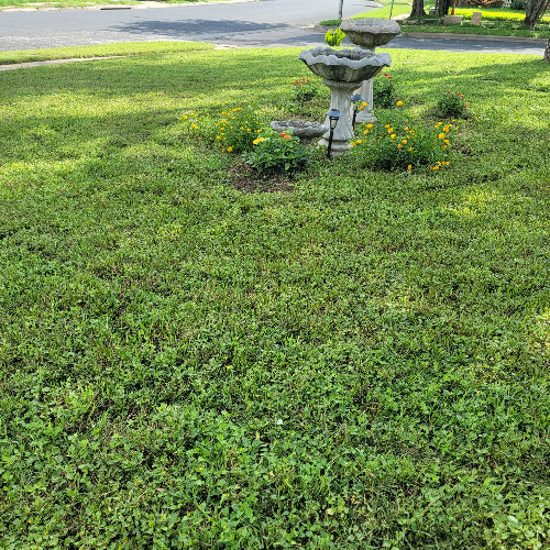 Cut Grass-Bird Fountain