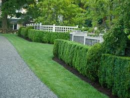 Shrubs